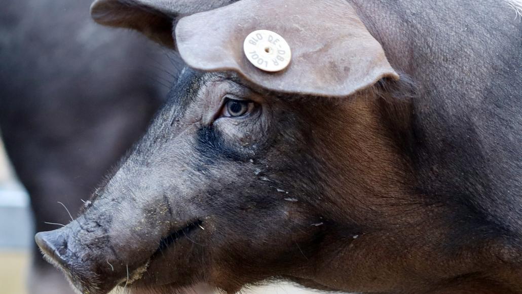 Photo d'illustration élevage de cochon (DANNY GOHLKE/DPA via AFP)