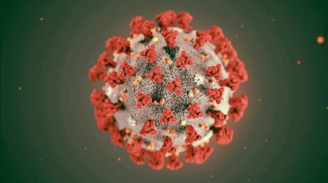 Photo d'illustration du Covid-19 (REUTERS / CENTERS FOR DISEASE CONTROL)