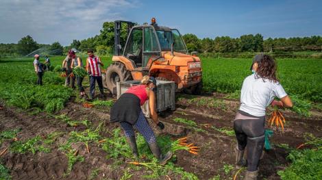Le nombre de travailleurs saisonniers agricoles est estimé à 1,2 million de personnes en France. Droits réservés